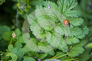 Ladybug Lady Beetle crawling on a green leaf