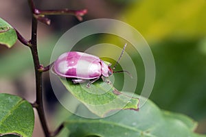 Ladybug or lady beetle insect of the Coleoptera family order Coccinellidae