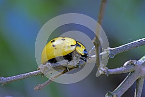 Ladybug or lady beetle