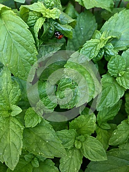 Ladybug on mint green leaf green background