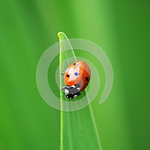 Ladybug. Ladybird.