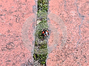 Ladybug or ladybird