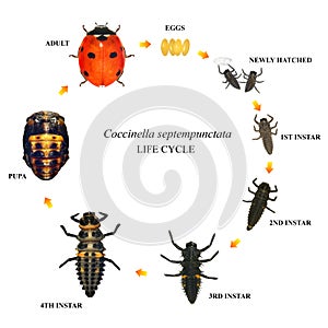 Ladybug ladybird, Coccinella septempunctata. Life cycle