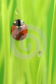 Ladybug (Ladybird) Crawling on Green Grass with Water Drop