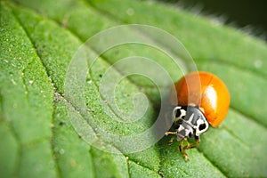 Ladybug ladybird on green leaf macro closeup