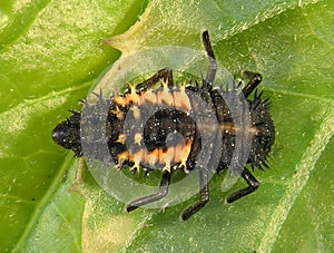 Ladybug, ladybird, Harmonia axyridis