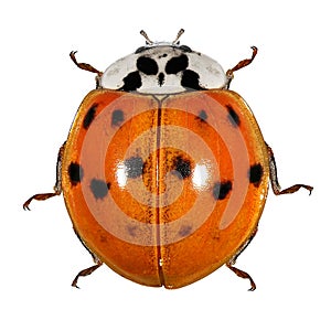 Ladybug, ladybird, Harmonia axyridis