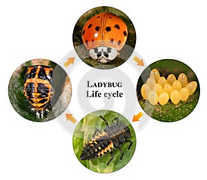 Ladybug ladybird, Harmonia axyridis. Development stages photo