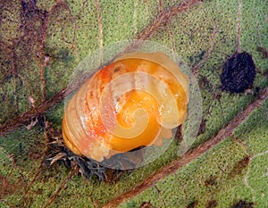 Ladybug ladybird, Harmonia axyridis. Pupa