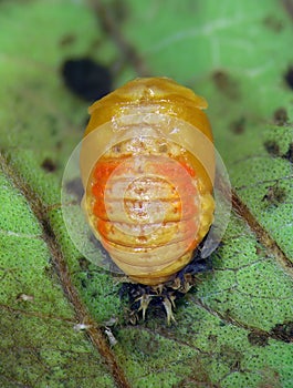 Ladybug ladybird, Harmonia axyridis. Pupa