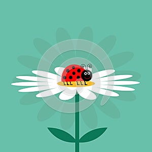 Ladybug Ladybird insect. White daisy chamomile. Cute growing flower plant collection. Love card. Camomile icon. Cartoon character.