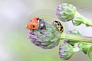 Ladybug, ladybird and ladybeetle
