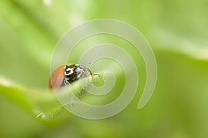 Ladybug , ladybird , perched on a gren leaf , in the garden