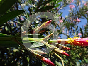 Ladybird and nerium aphid in oleander plant