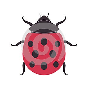ladybug or ladybird red color and black spot dot cute little insect wild nature beautiful coccinella animal