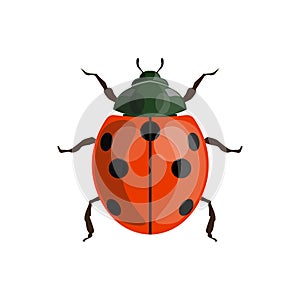 Ladybug ladybird vector