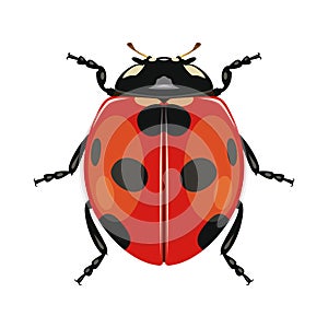 Ladybug or ladybird on white background. Insect. Black-red beetle.