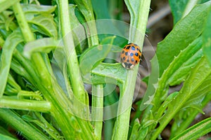 Ladybug
