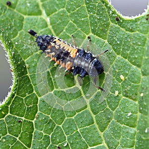 Ladybug Larva