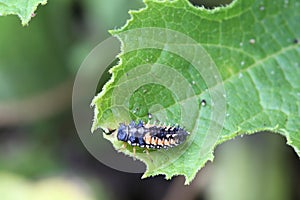 Ladybug Larva
