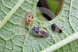 Ladybug Larva