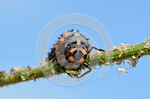 Ladybug larva eating aphid