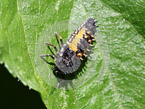 Ladybug Larva - Harmonia axyridis photo