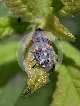 Ladybug larva - macro