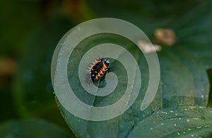 Ladybug larva on a plant