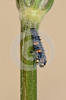 Ladybug larva on stem