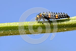 Ladybug larva on stem on blue sky background