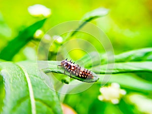 Ladybug larvae