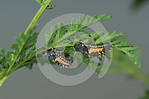 Ladybug larvae