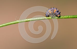 Ladybug larvae