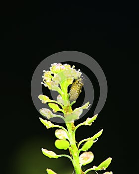 Ladybug larvae, close-up