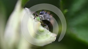 Ladybug larvae eating aphid greenfly