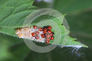 Ladybug larvae and eggs of the shell