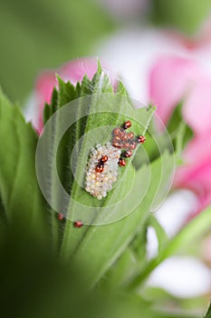 Ladybug larvae and eggs of the shell