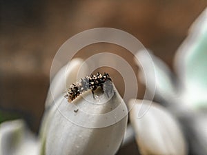 Ladybug larvae On Flower Sepal