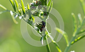 Ladybug larvae on a snapdragon