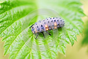 Ladybug larve on leaf