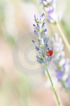 Ladybug on lavender angustifolia, lavandula blossom in herb garden in evning sunlight, sunset