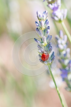 Ladybug on lavender angustifolia, lavandula blossom in herb garden in evning sunlight, sunset