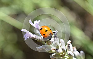 Ladybug on lavender flower