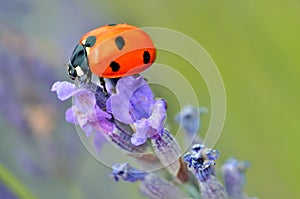 Mariquita septada sobre el lavanda flor 