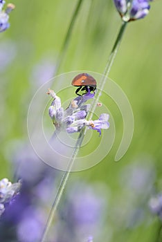 Ladybug on lavender flower