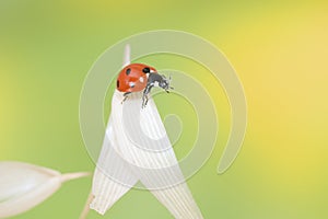 ladybug on leaf