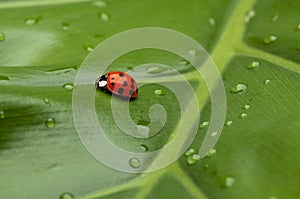 Ladybug on Leaf