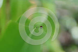 Ladybug in leaf 2