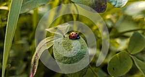 Ladybug on leaf